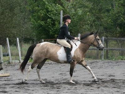 kids pony for sale