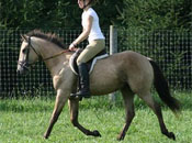 Buckskin pony for sale